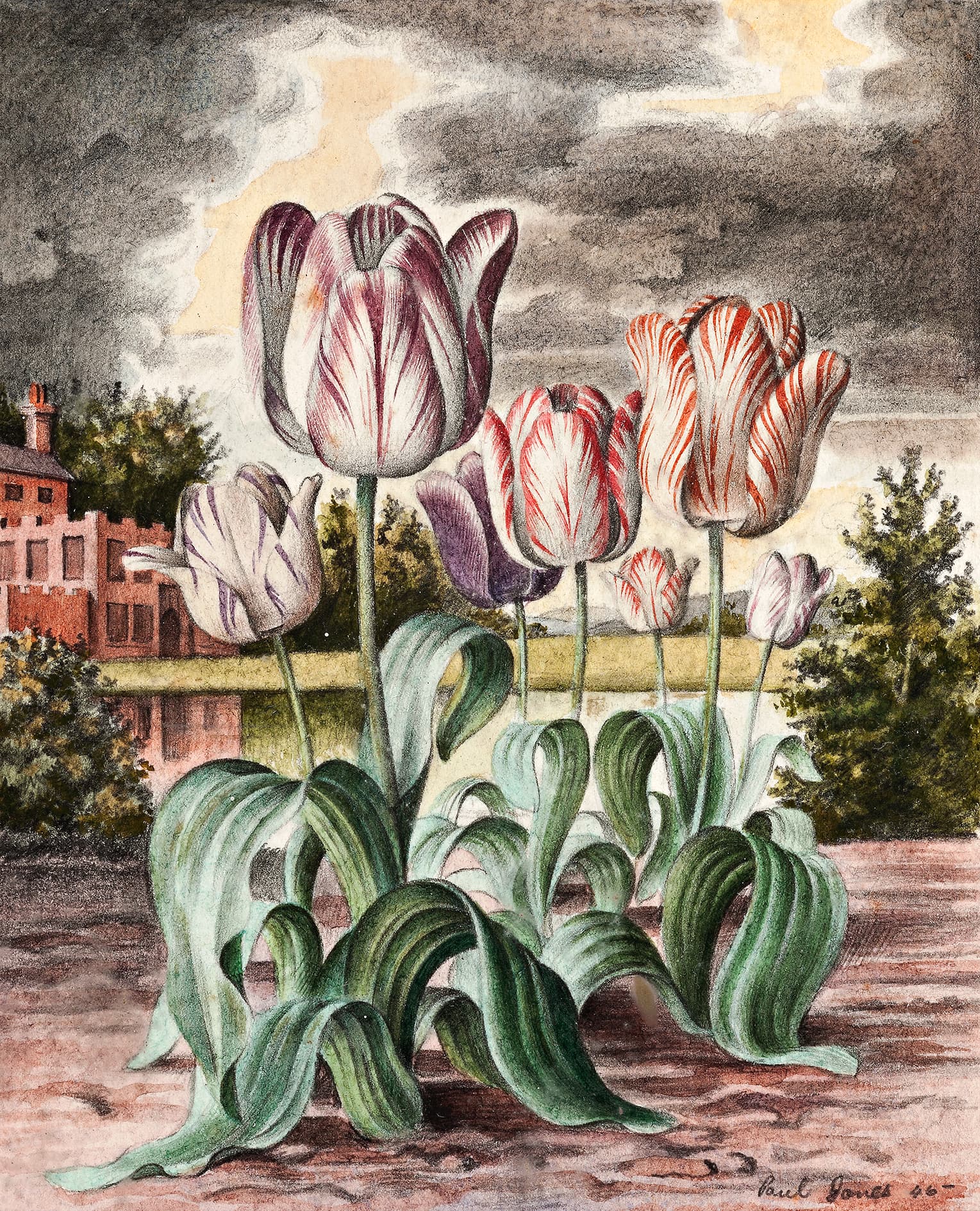 TULIPS