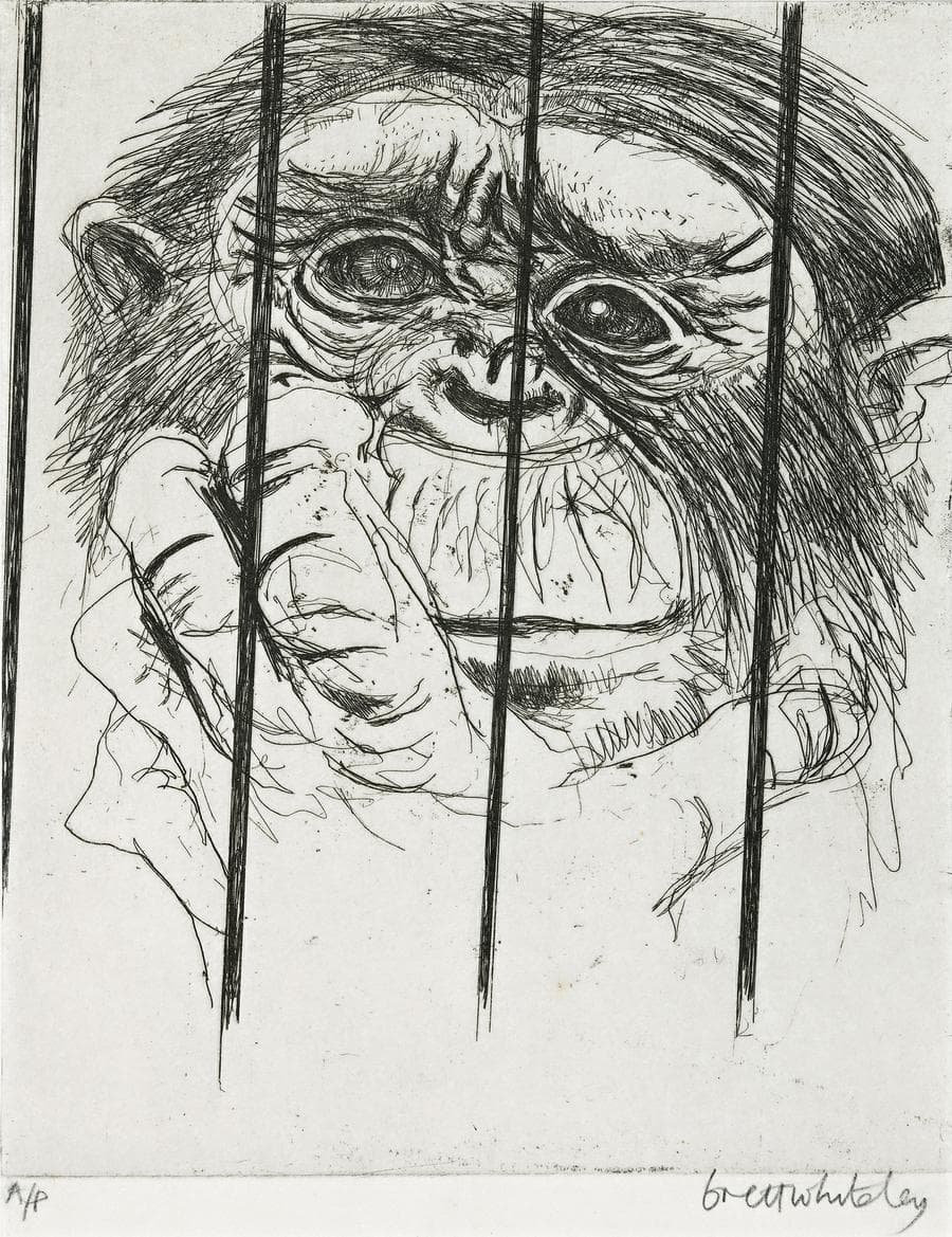 MONKEY, TARONGA PARK ZOO, SYDNEY
