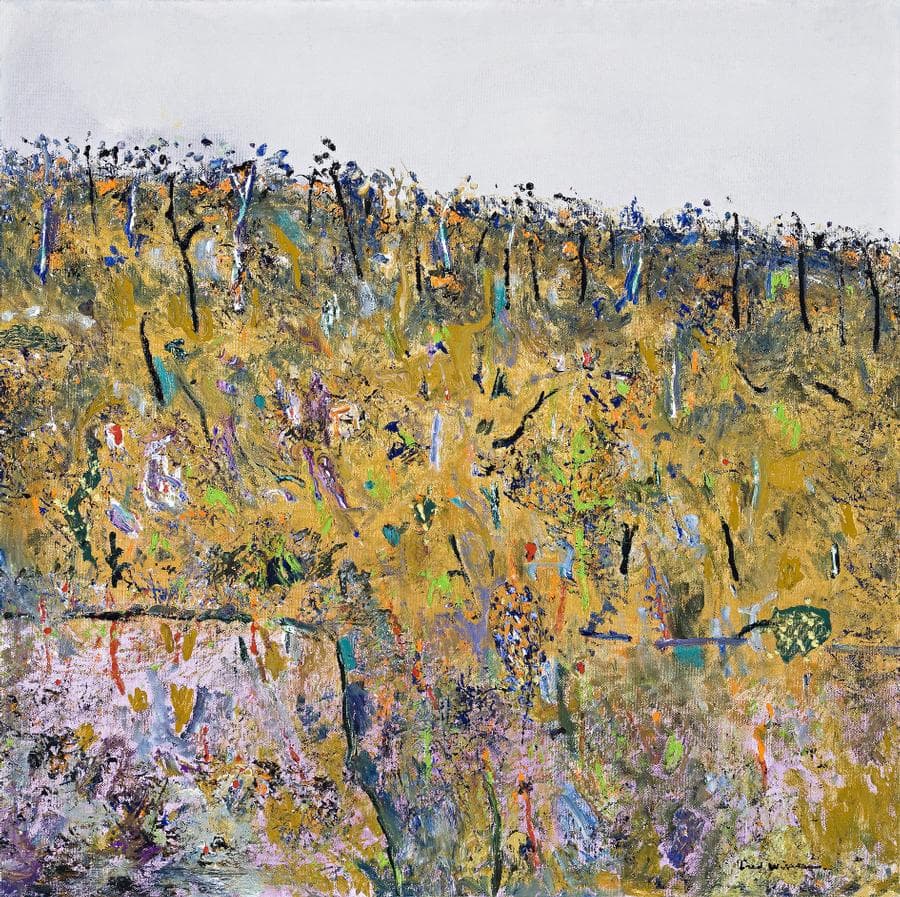 BLACKWOOD WATTLE