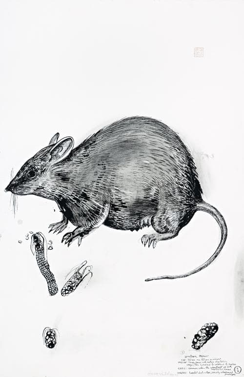 WESTERN MOUSE