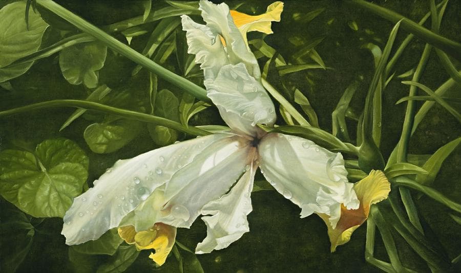 IRIS