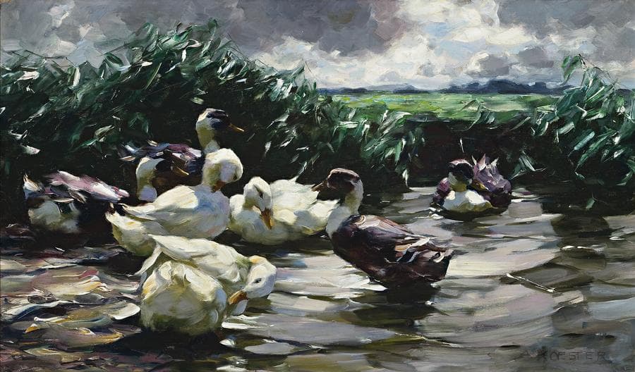 ENTEN IM WASSER