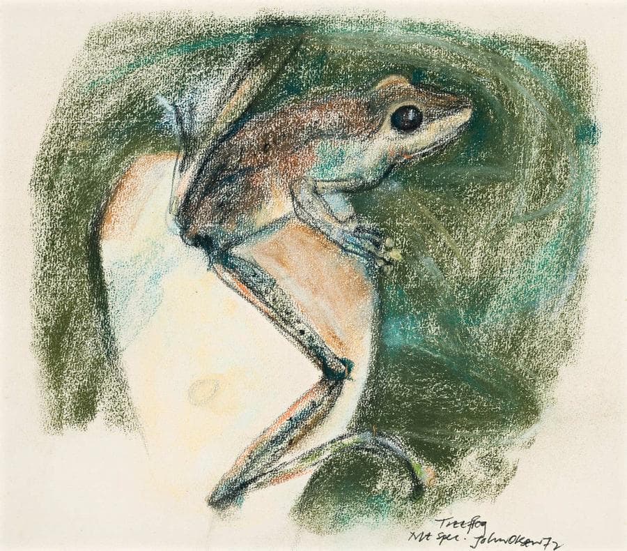 TREE FROG