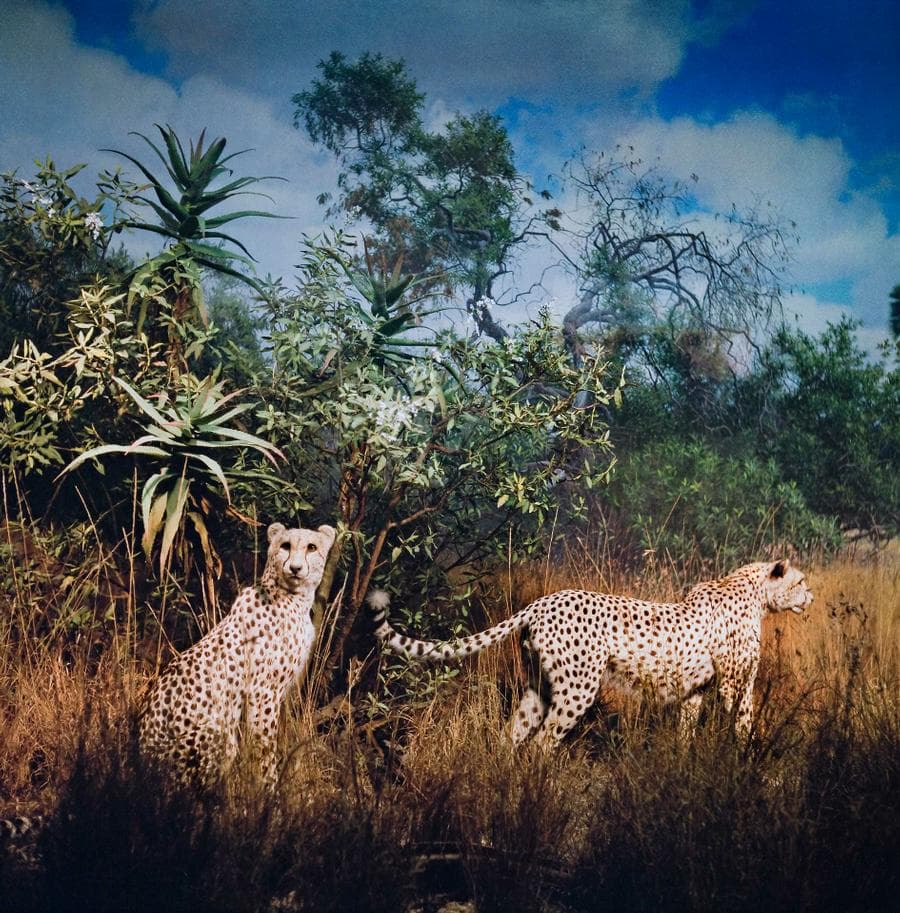 BIG CATS, 2006 (WILD LIFE SERIES, 2006 – 2007)