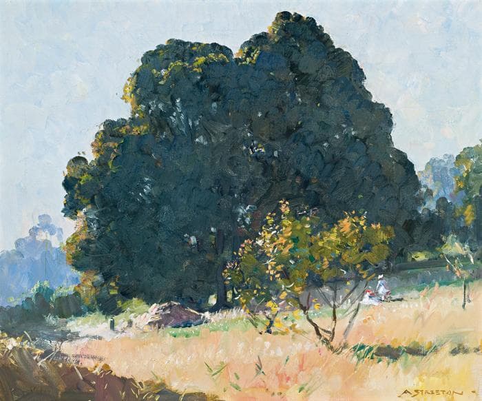 AFTERNOON LIGHT (BLACKWOOD TREE)