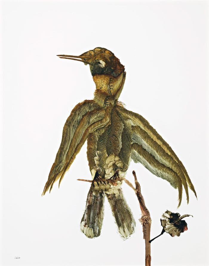 BIRD