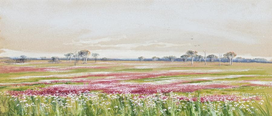 WESTERN AUSTRALIAN WILDFLOWERS