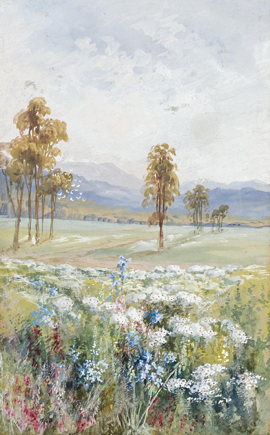 WESTERN AUSTRALIAN WILDFLOWERS