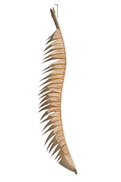 FEATHER