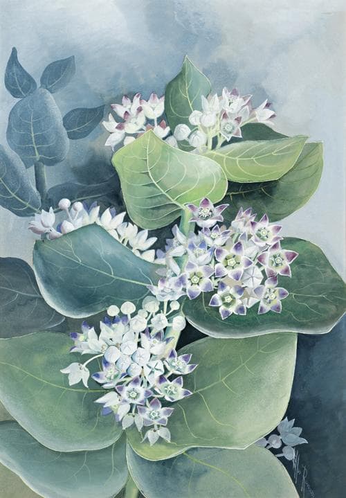 FLOWER STUDY