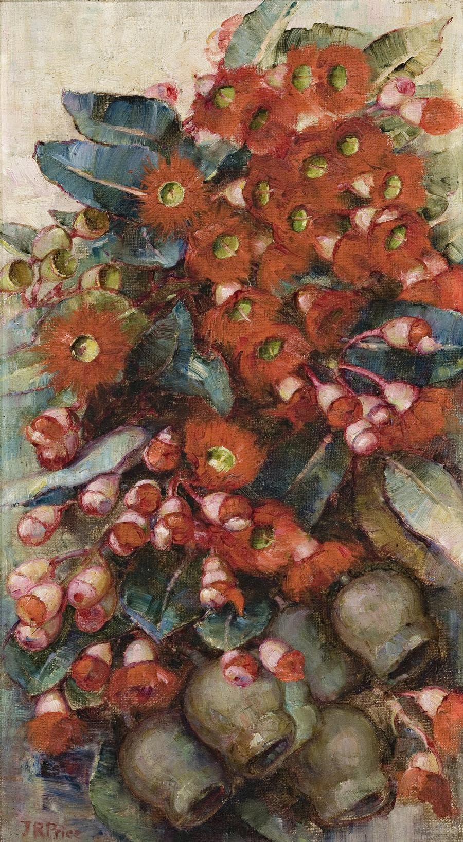 RED FLOWERING GUM