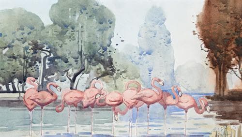 PINK FLAMINGOS