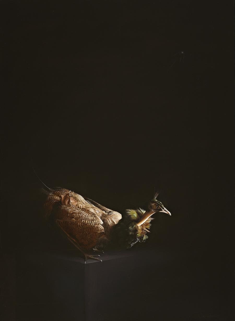 PEAHEN