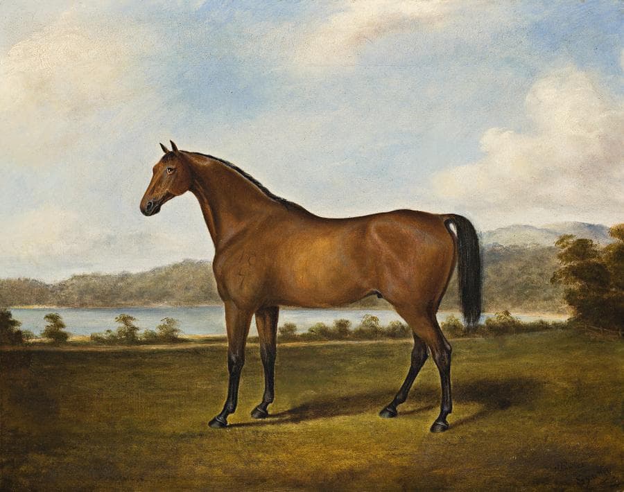 RACEHORSE, SYDNEY