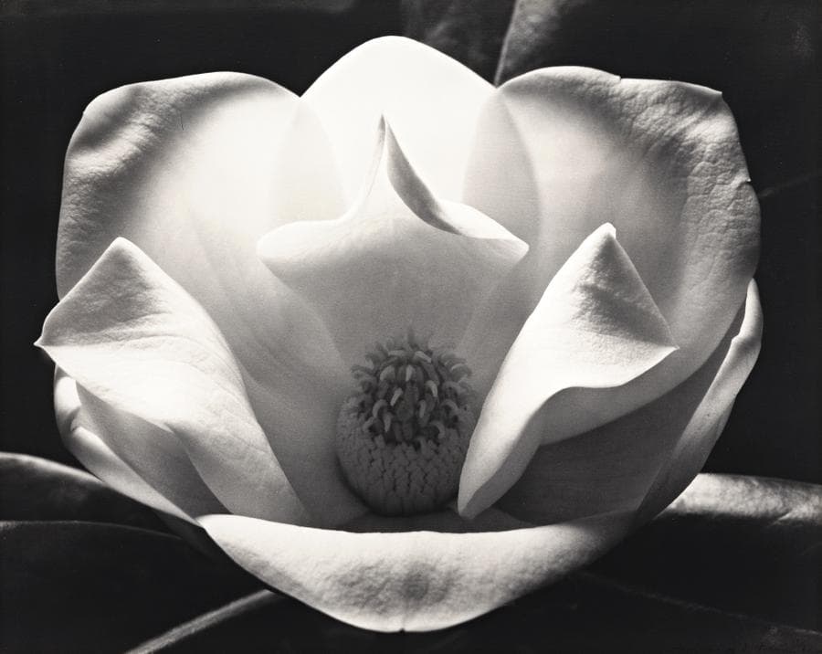 MAGNOLIA AT NIGHT