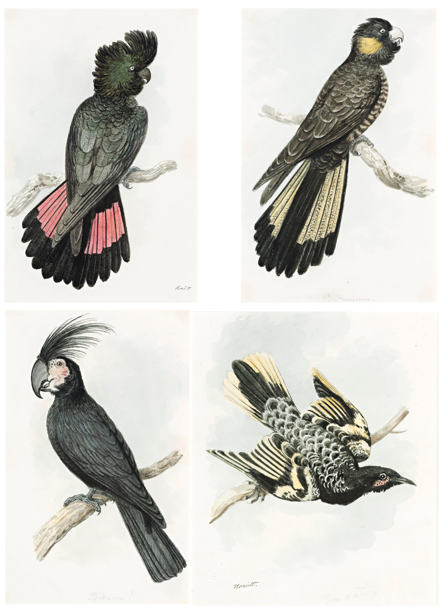 A RARE GROUP OF FOUR EARLY WATERCOLOURS OF AUSTRALIAN BIRDS