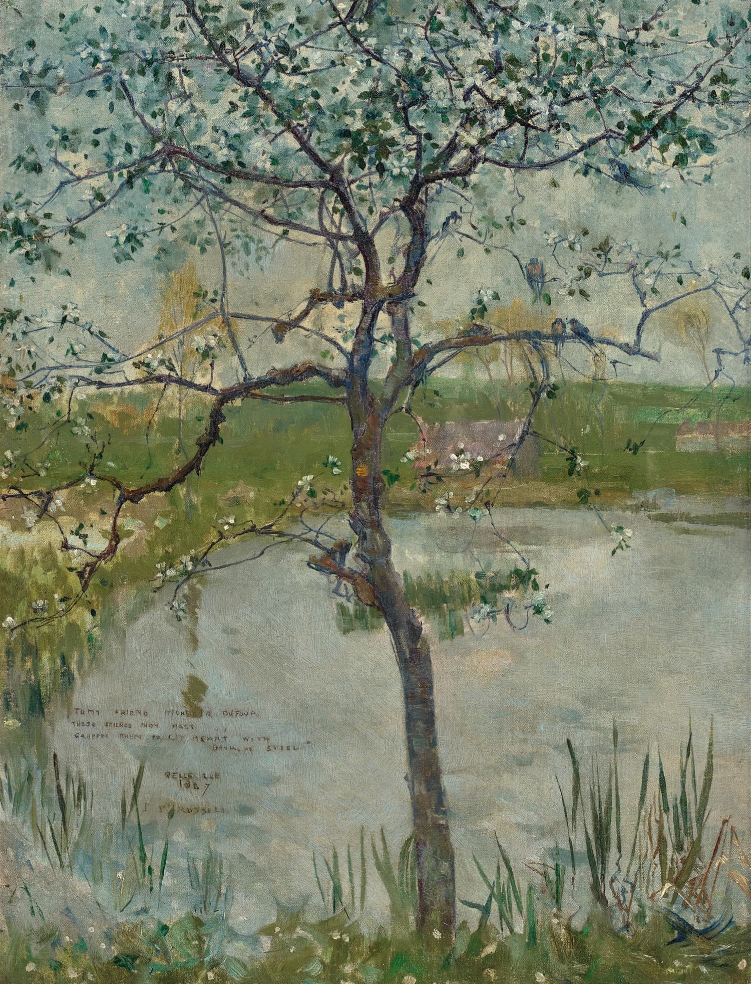A BLOSSOM TREE, BELLE-ÎLE