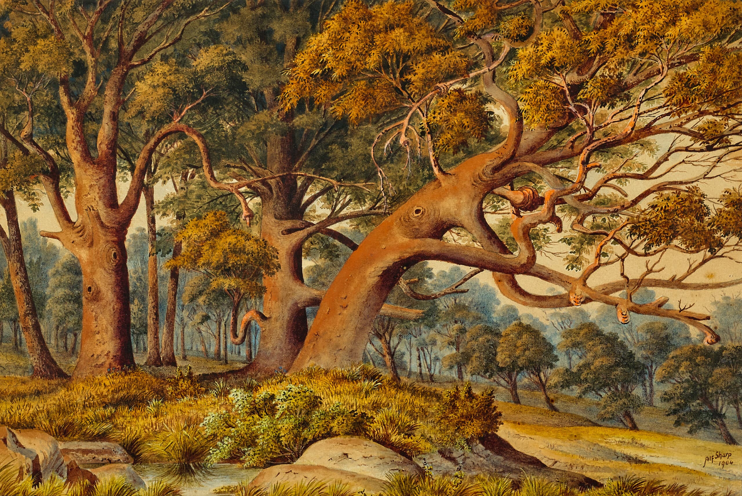 Native bush landscape
