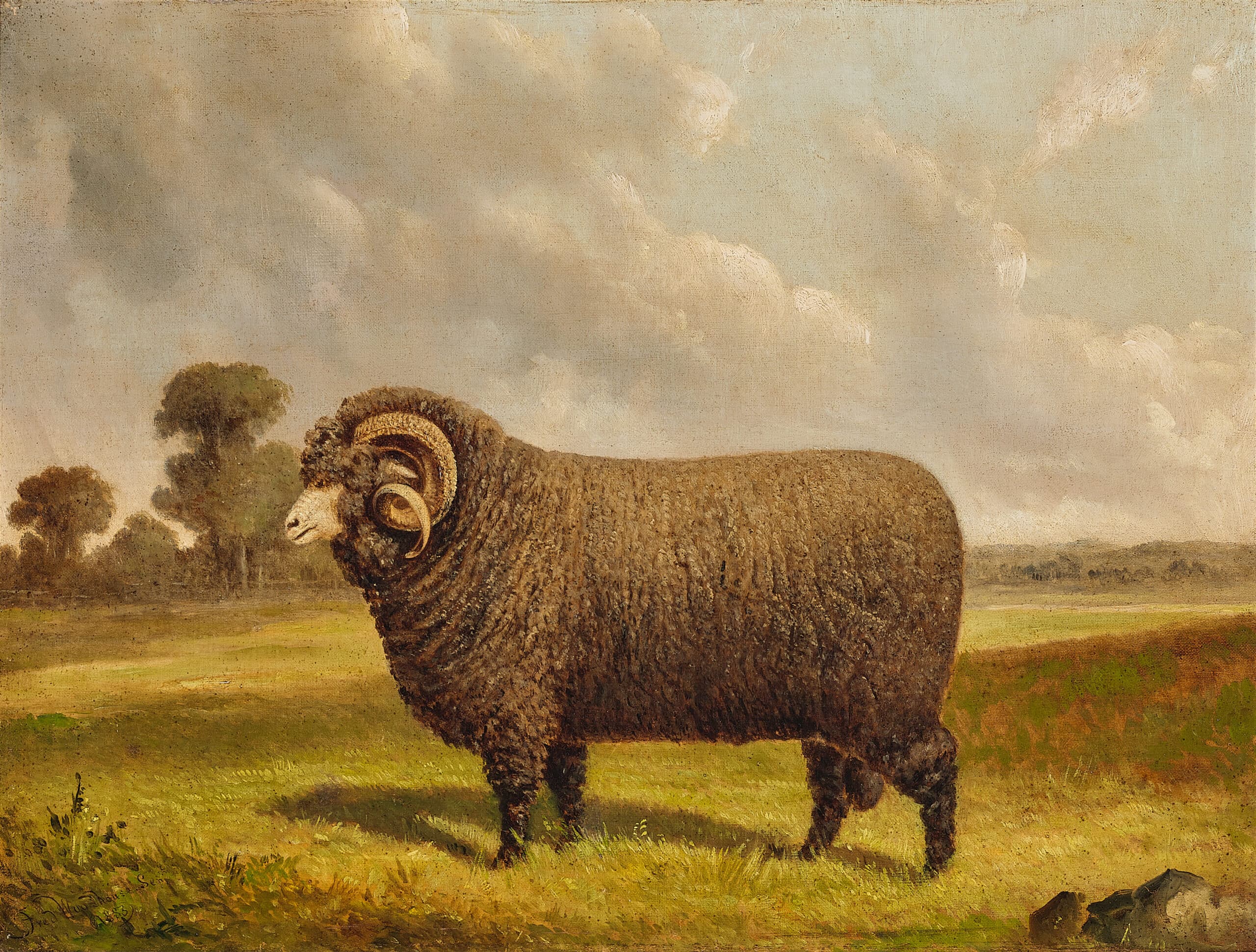 The Squire – a champion merino ram in a landscape, Mount Fyans