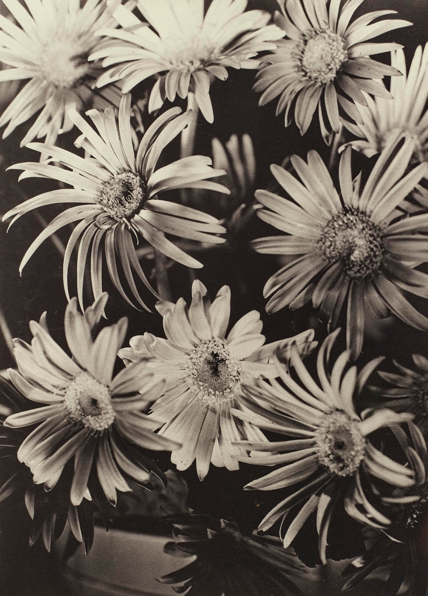 GERBERAS