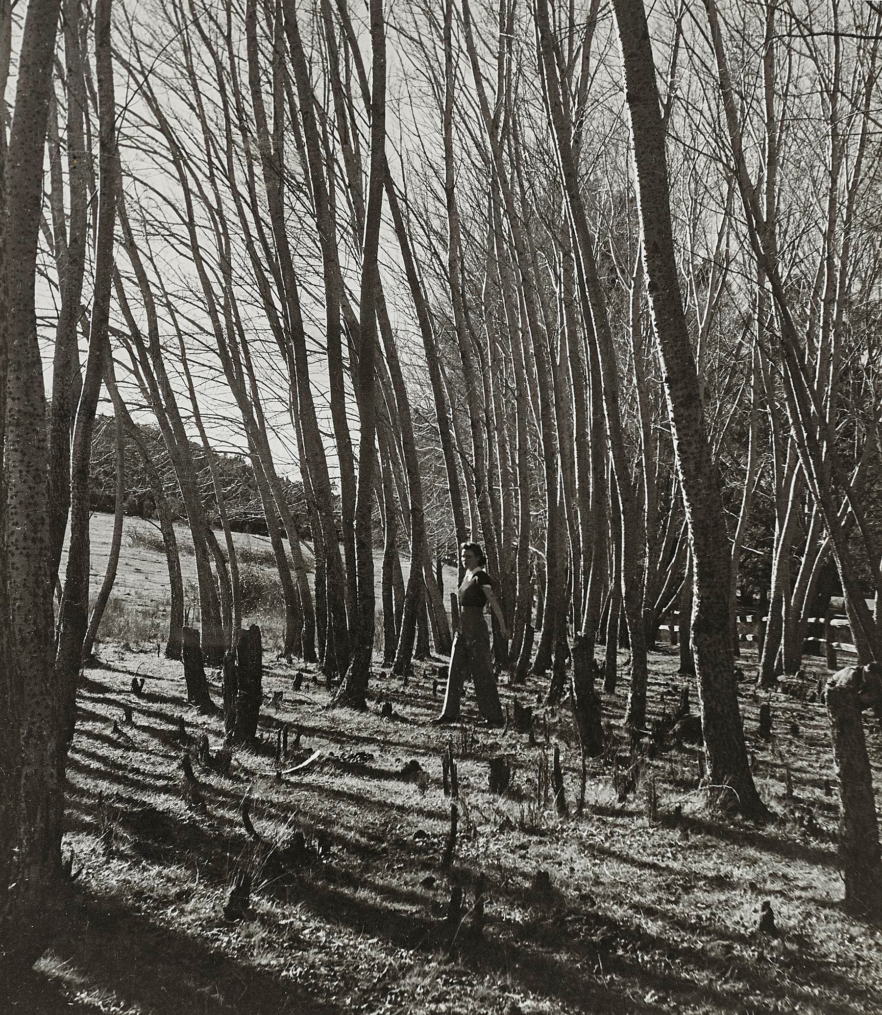 AMONG THE BEECHES