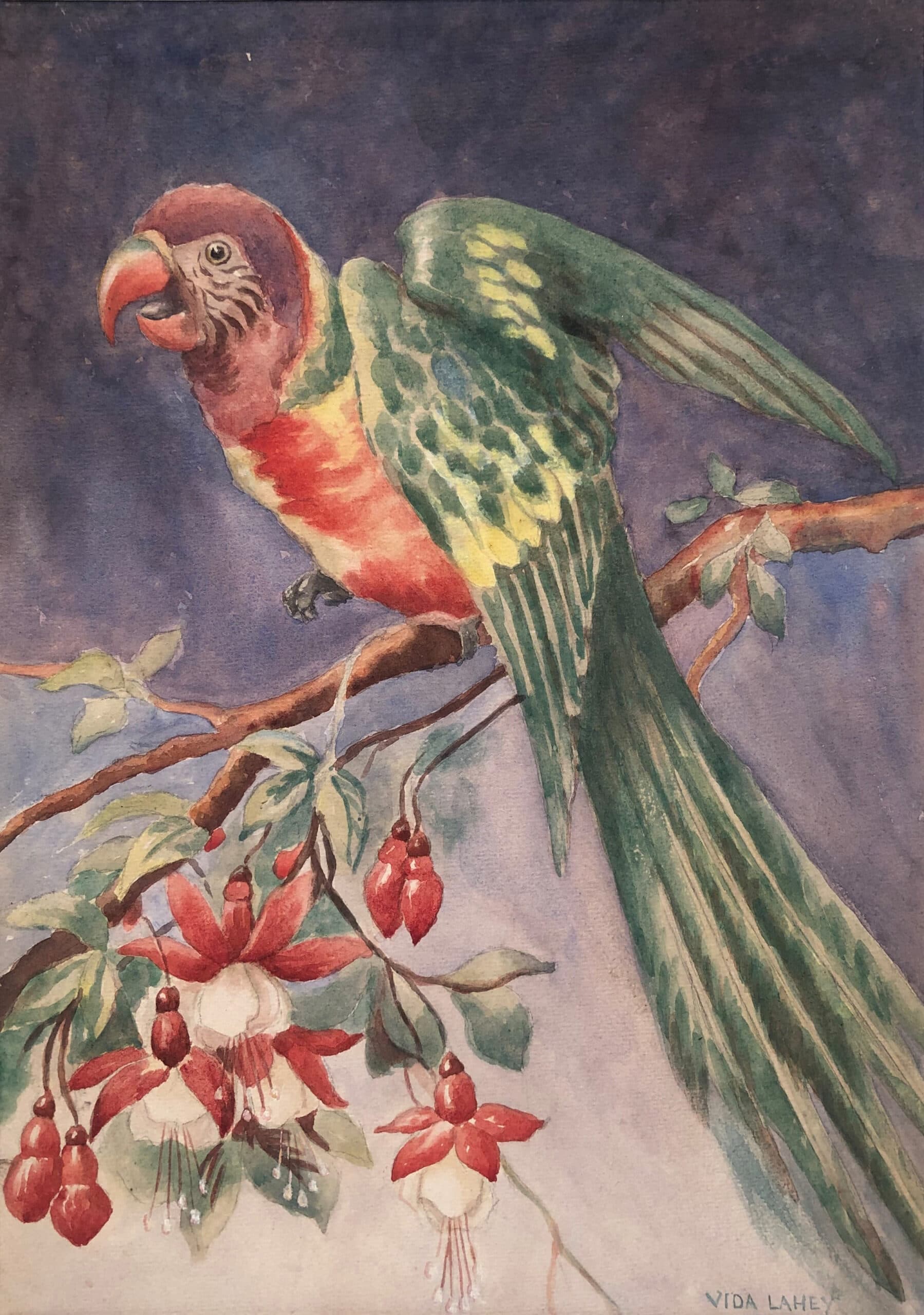 ROSELLA ON A FUSCHIA BRANCH