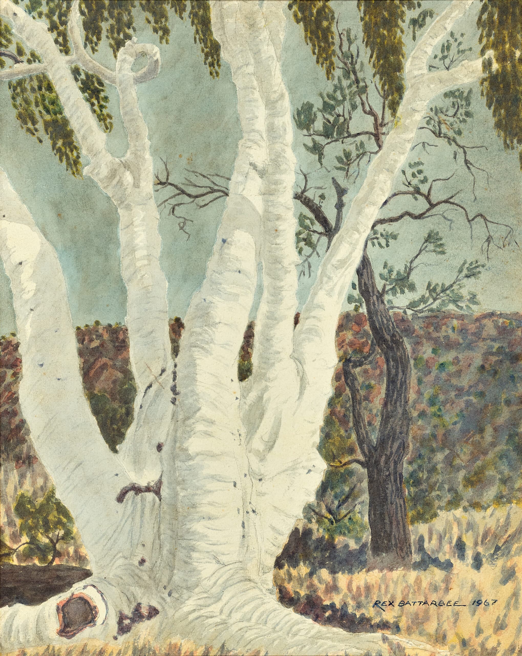 GHOST GUM