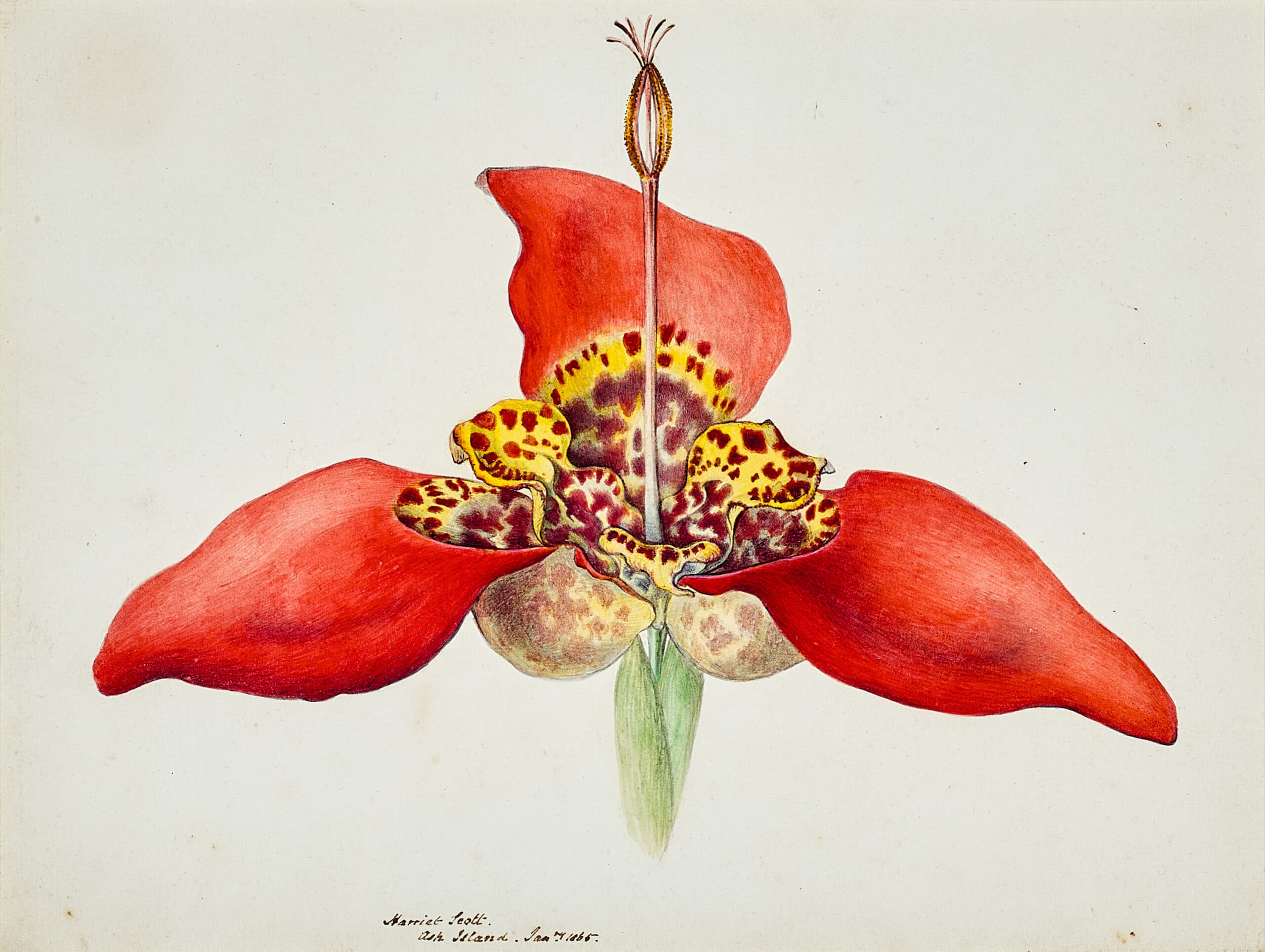 TIGRIDIA PAVONIA