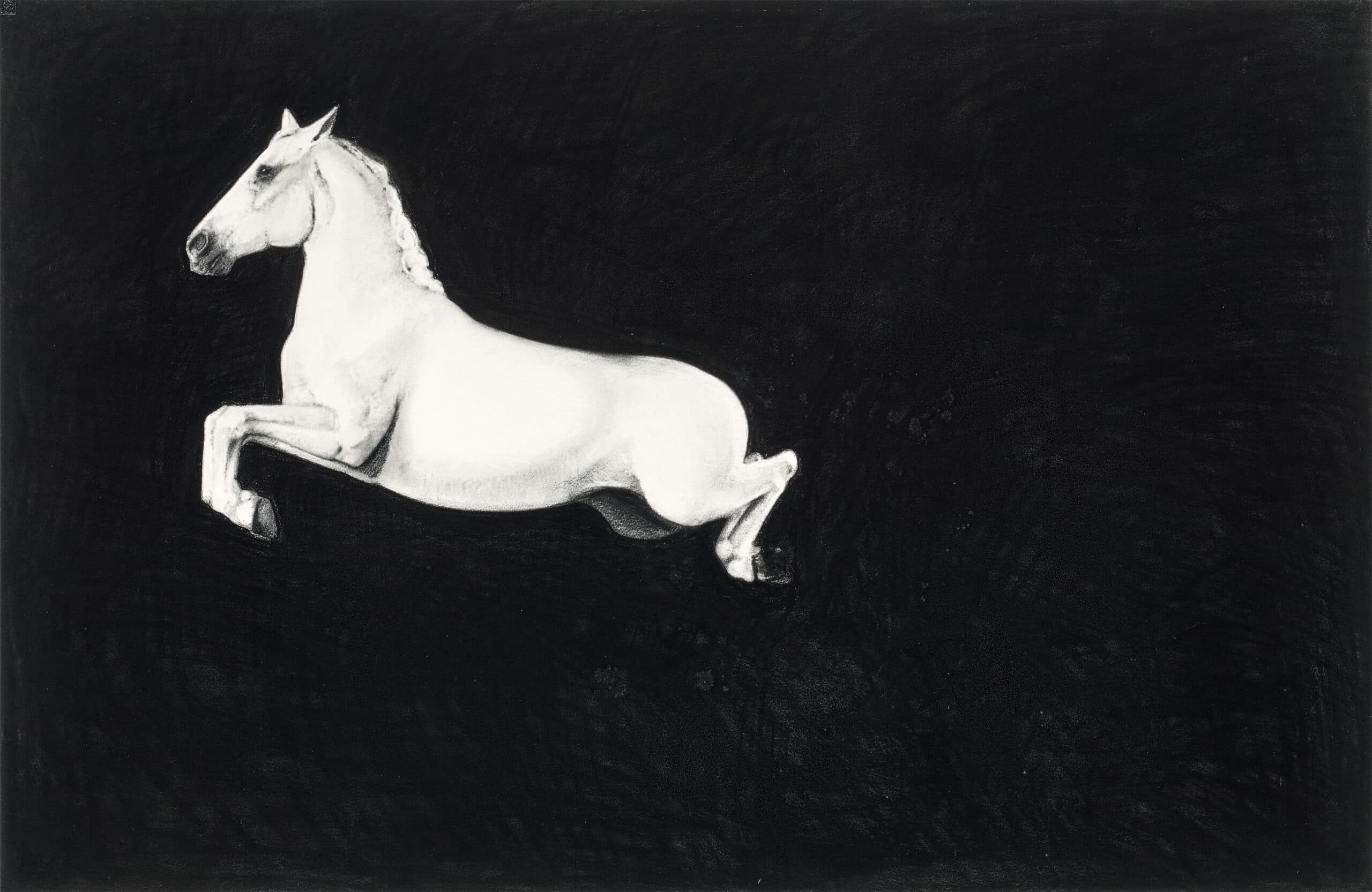 WHITE HORSE JUMPING