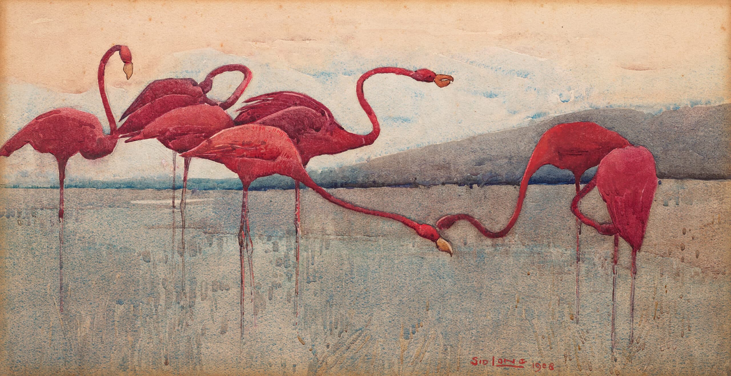 Pink flamingoes
