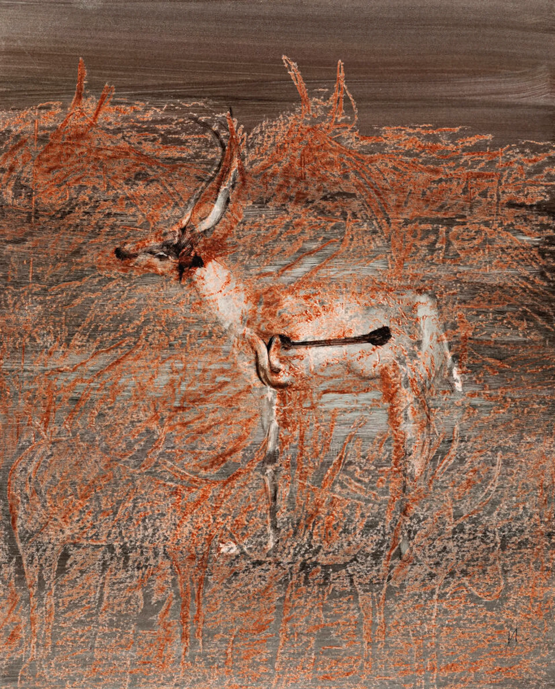GAZELLE