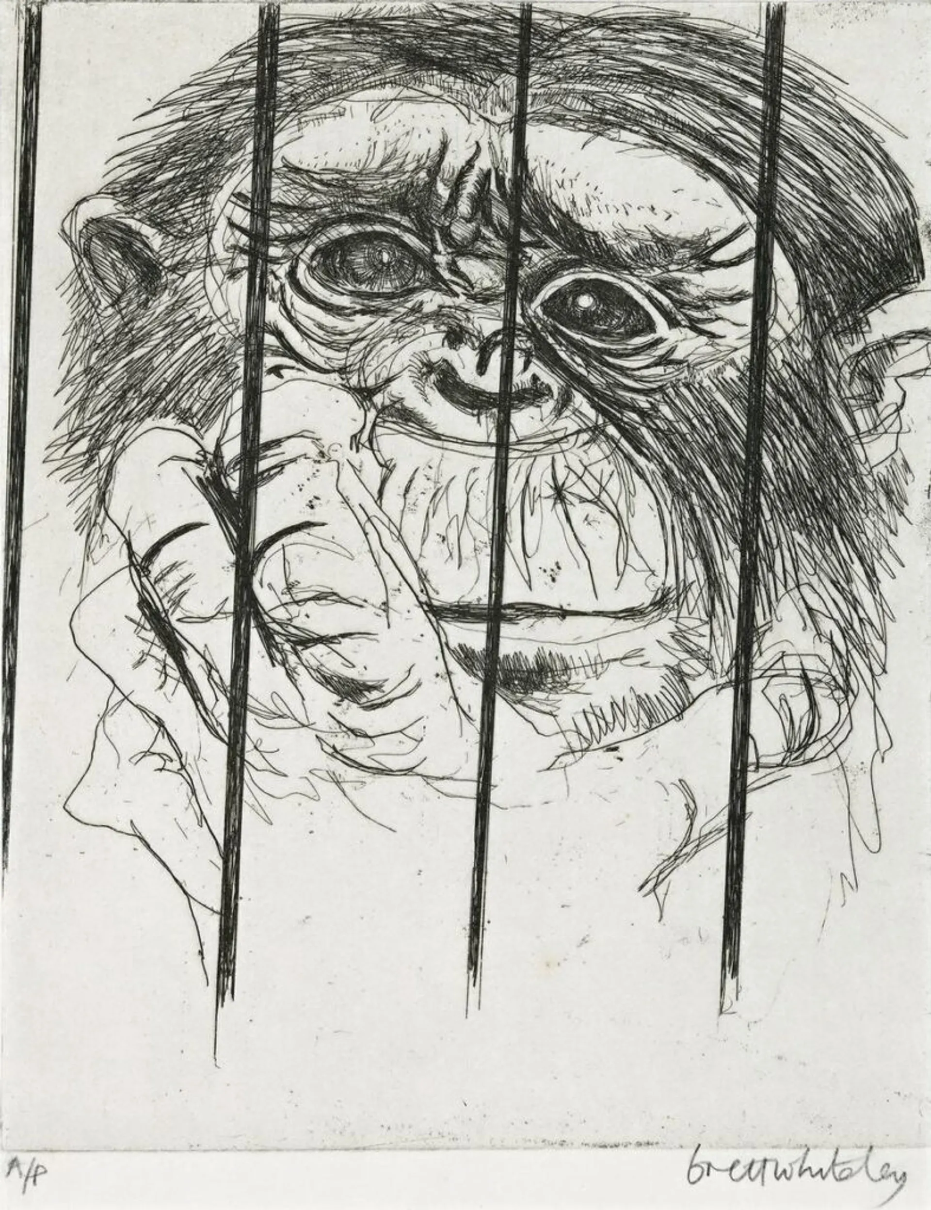 MONKEY, TARONGA PARK ZOO, SYDNEY