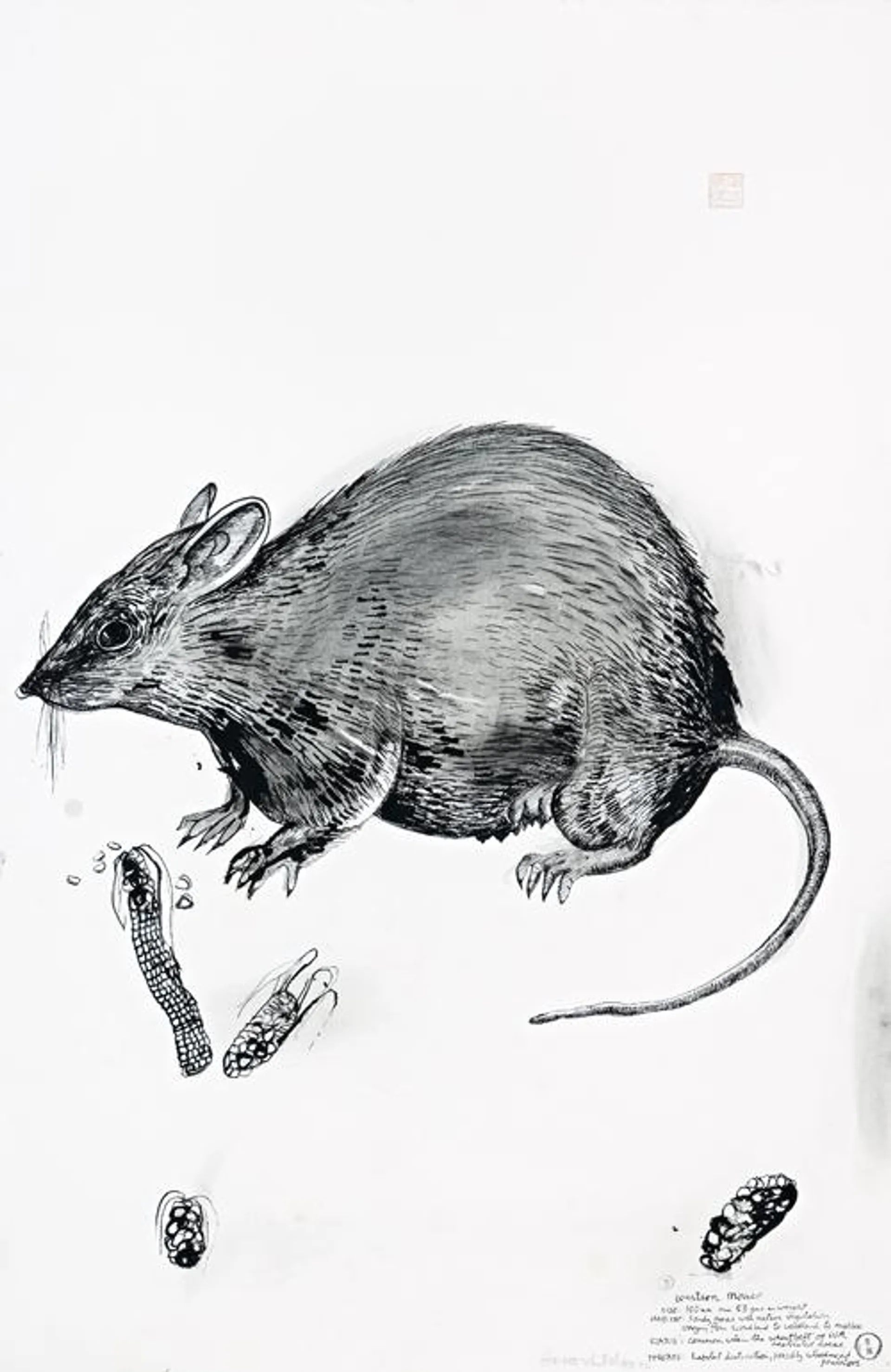 WESTERN MOUSE