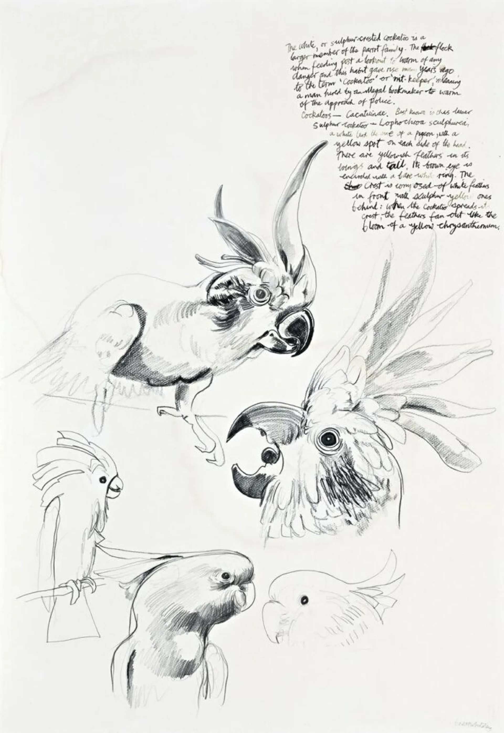 STUDY OF A SULPHUR CRESTED COCKATOO