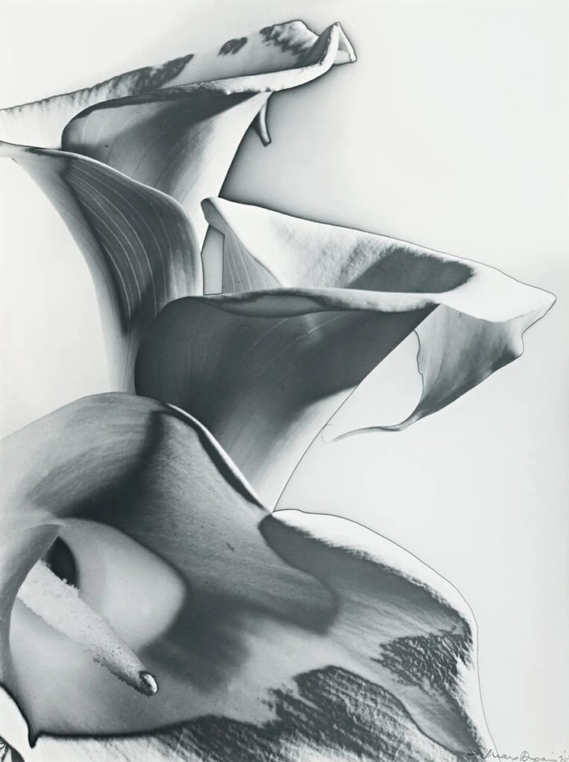SOLARISED LILIES