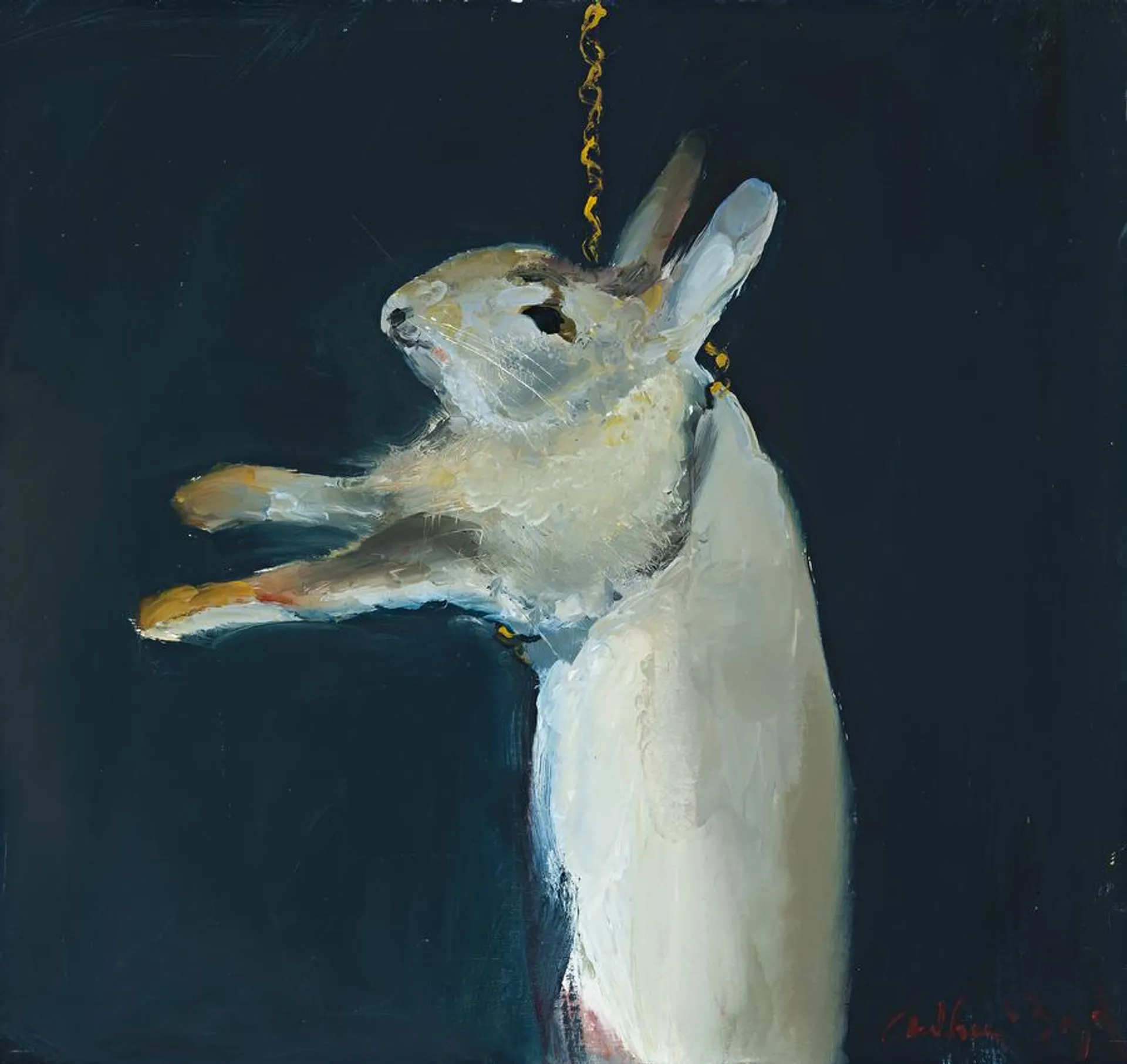 SHOALHAVEN RABBIT