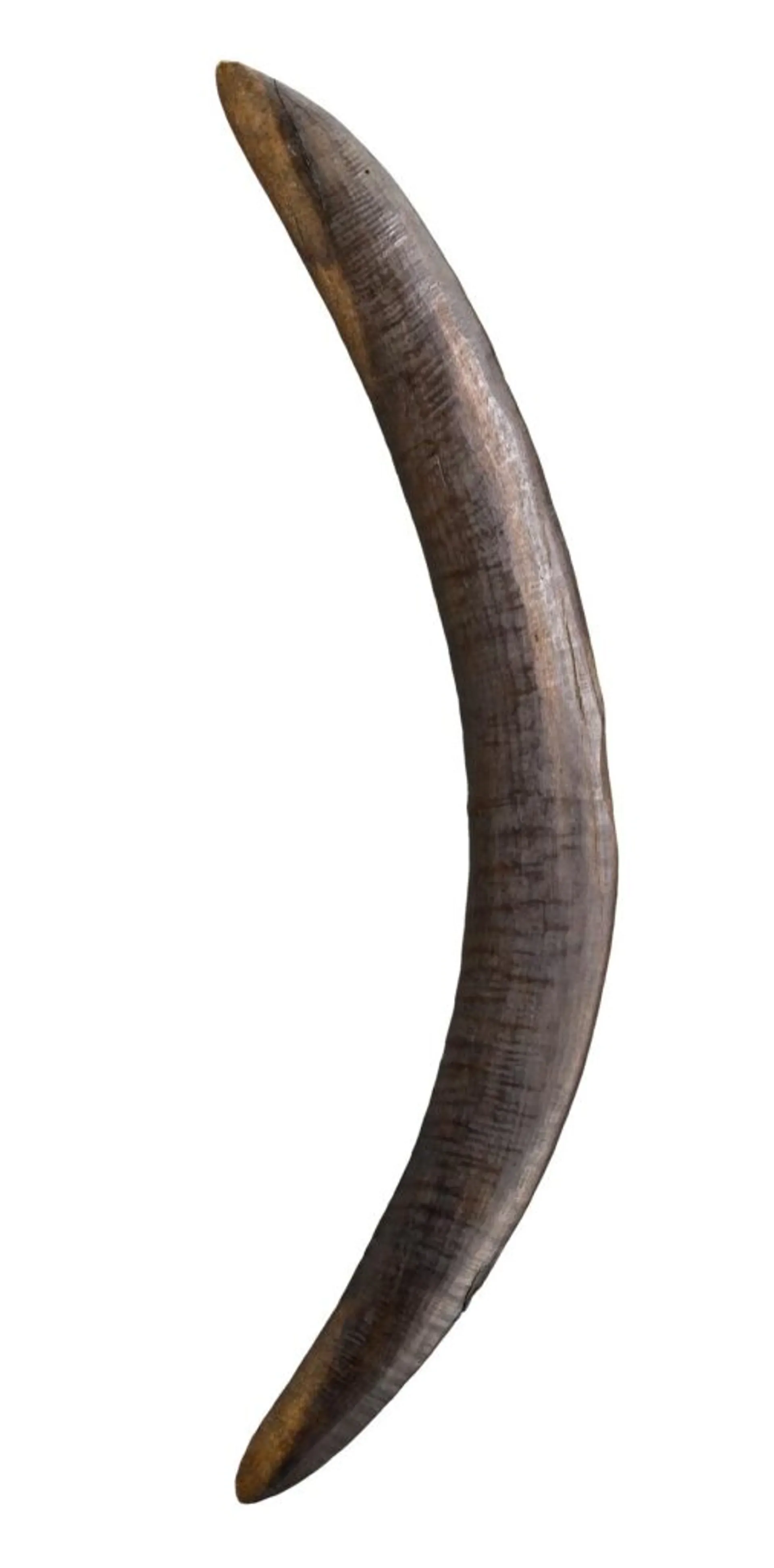 A FINE HARDWOOD FIGHTING BOOMERANG