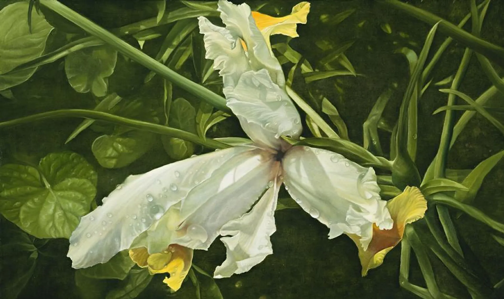 IRIS