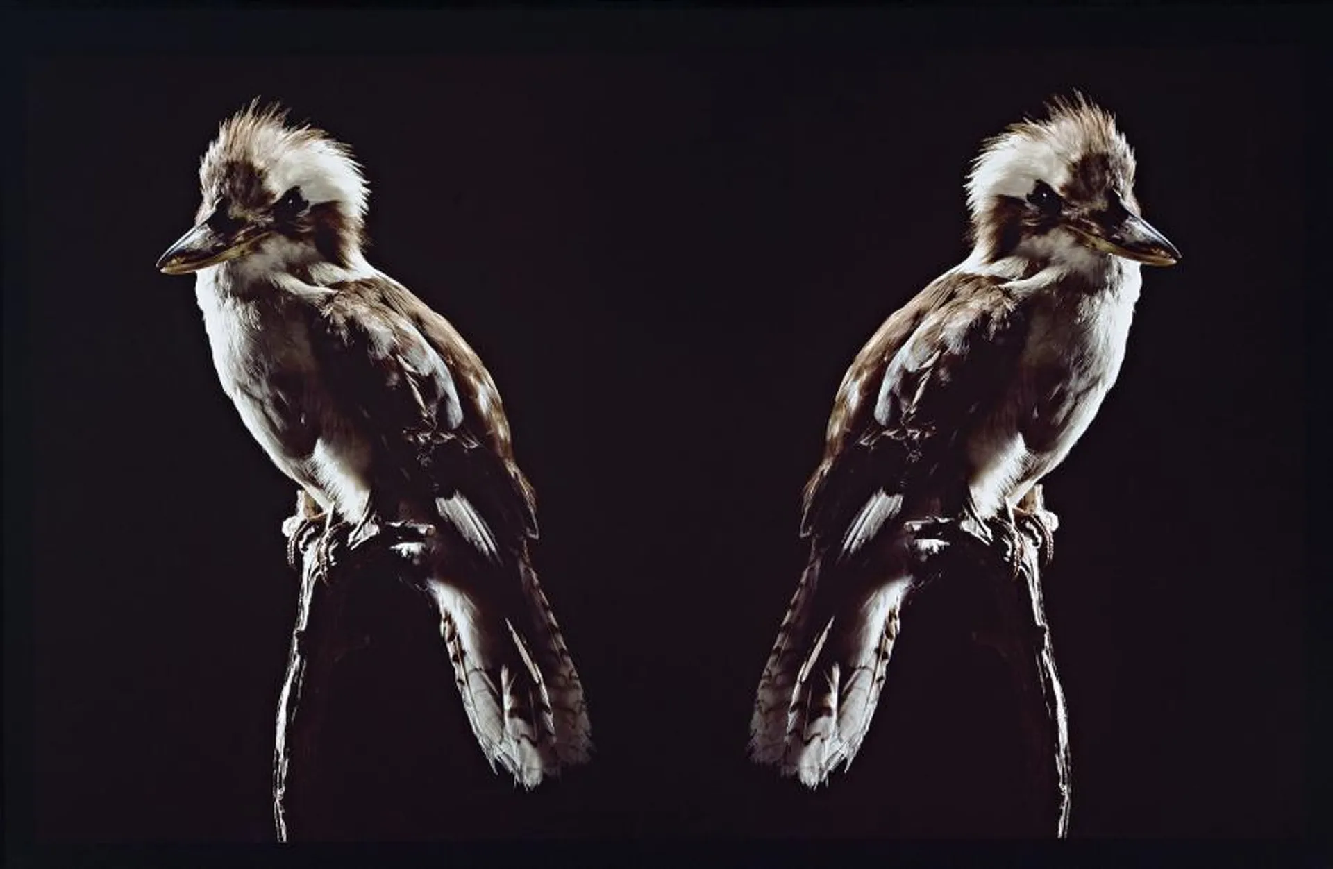 IGNORATIA (KOOKABURRA)