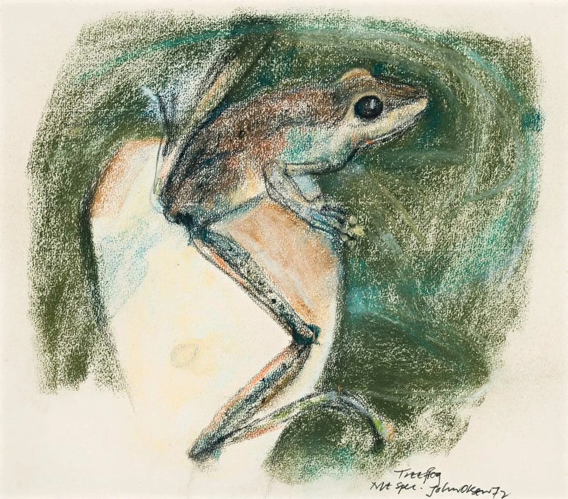 TREE FROG
