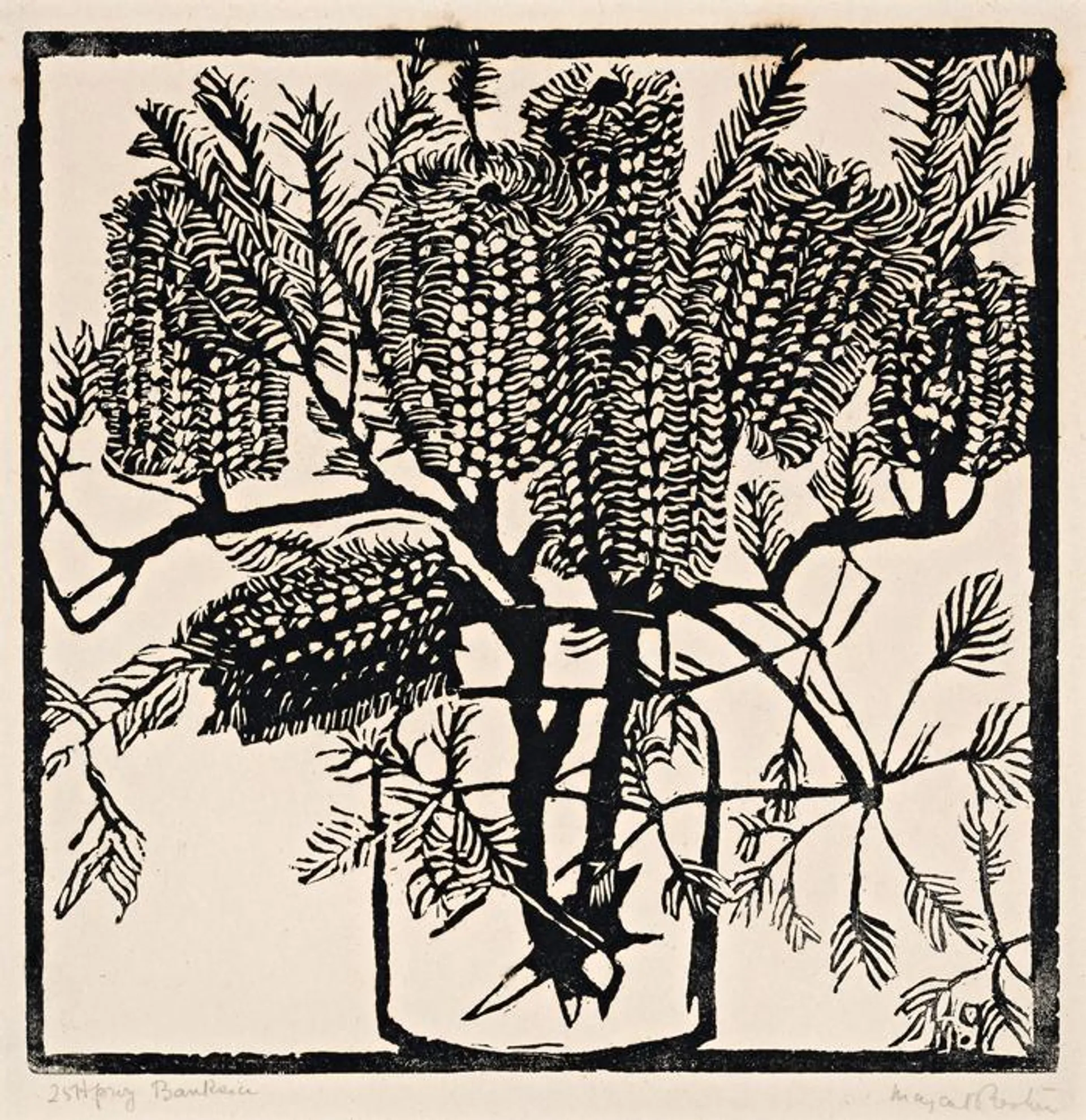 BANKSIA