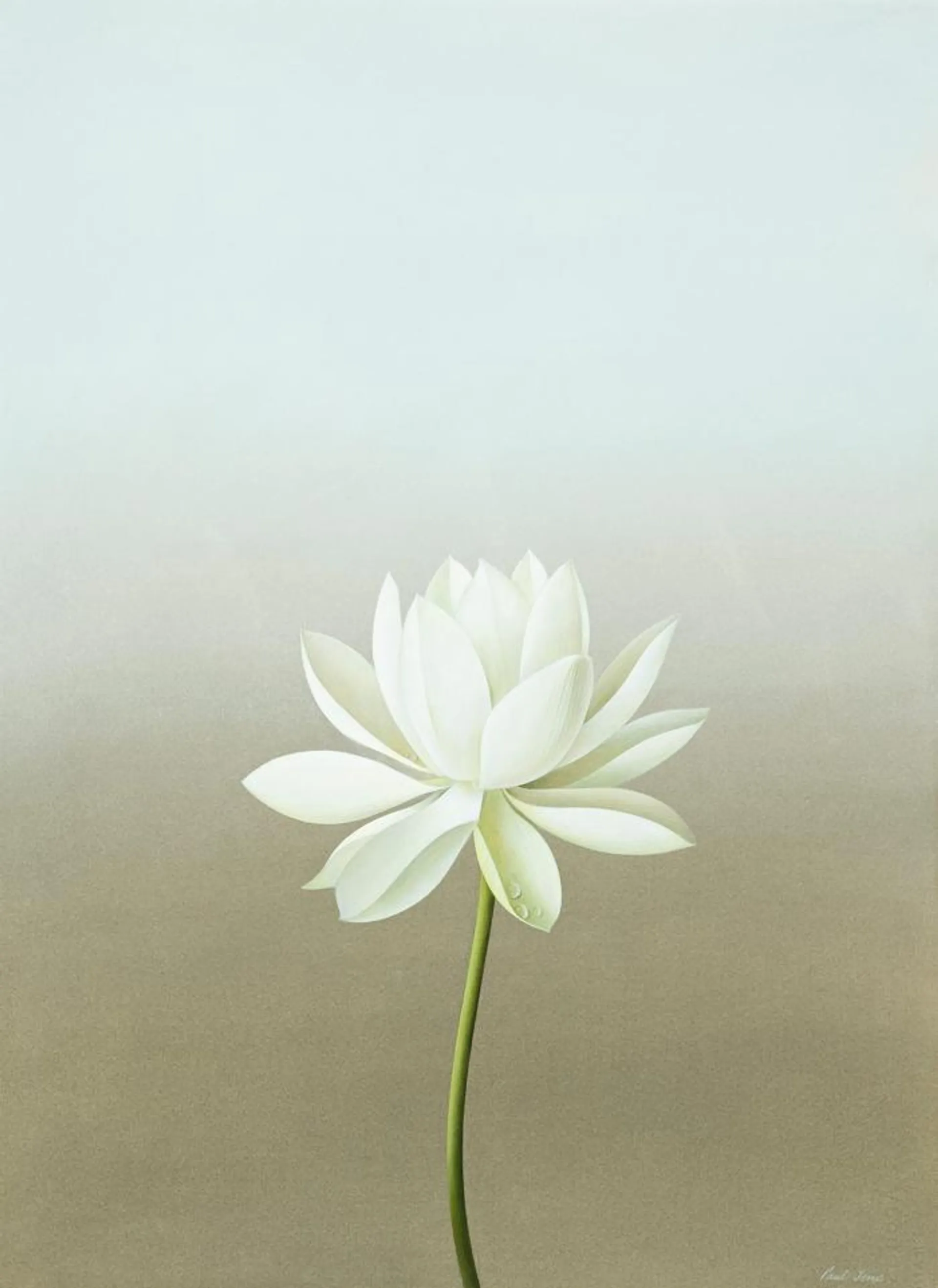 WATERLILY