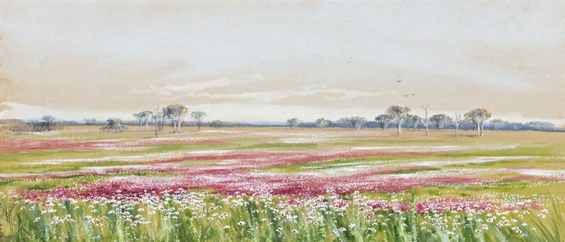 WESTERN AUSTRALIAN WILDFLOWERS