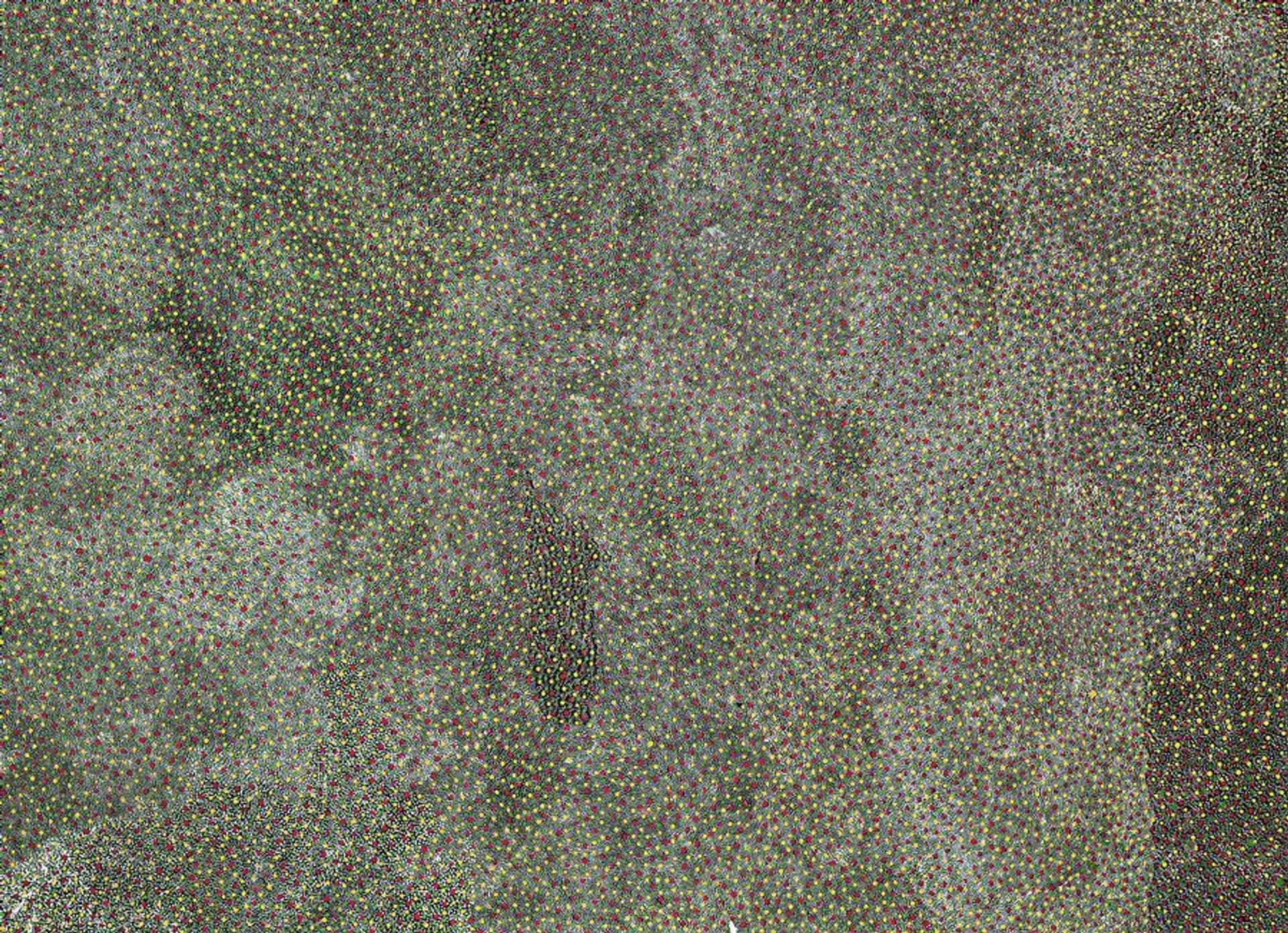 BUSH PLUM