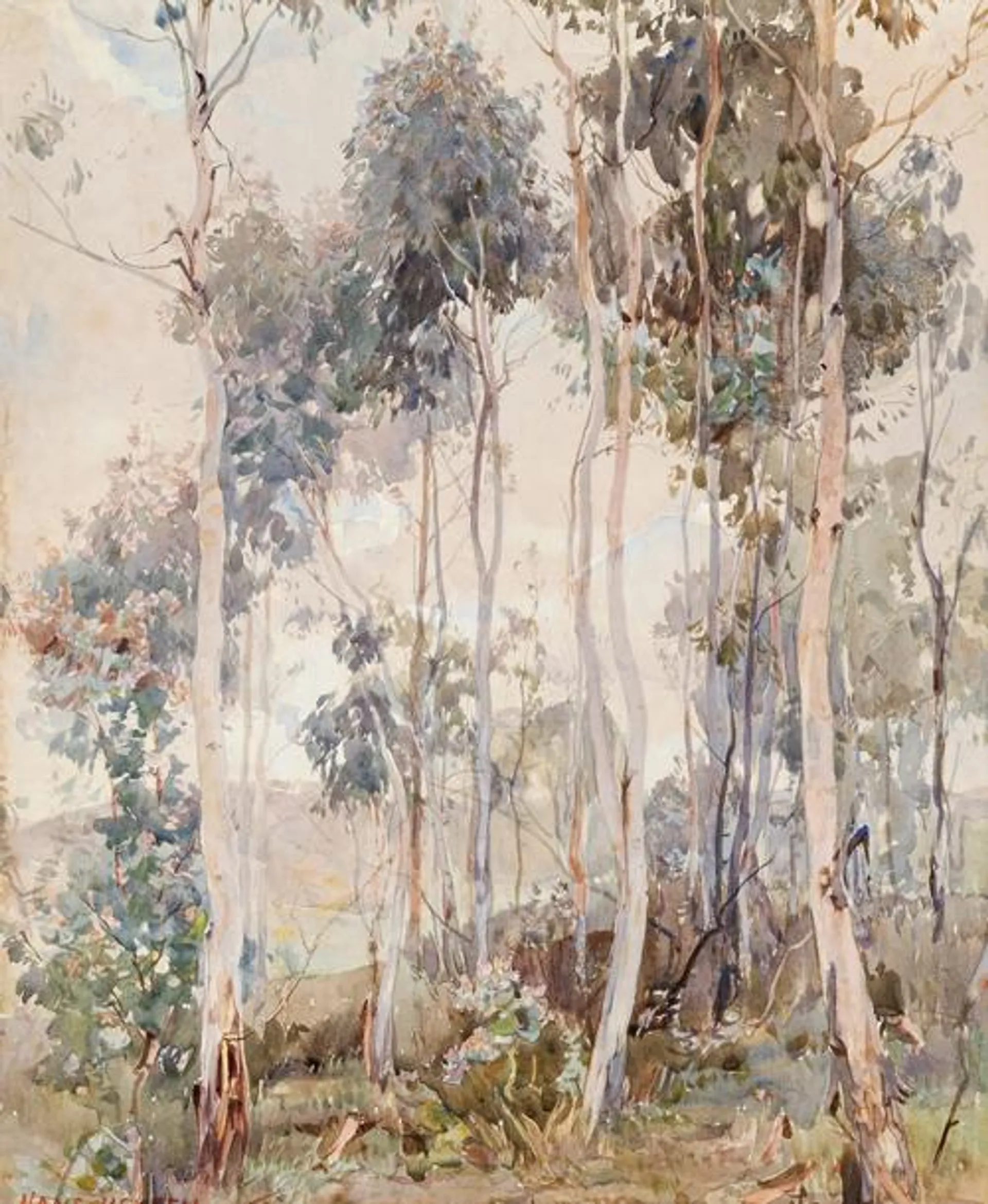 SAPLINGS