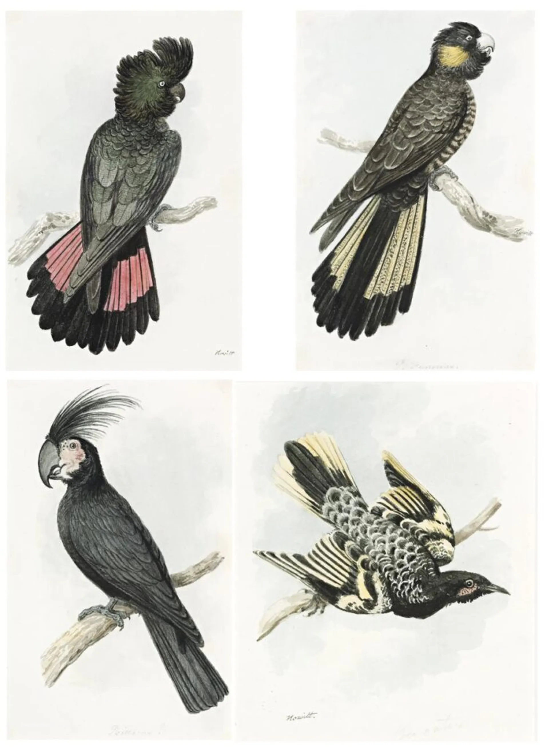 A RARE GROUP OF FOUR EARLY WATERCOLOURS OF AUSTRALIAN BIRDS