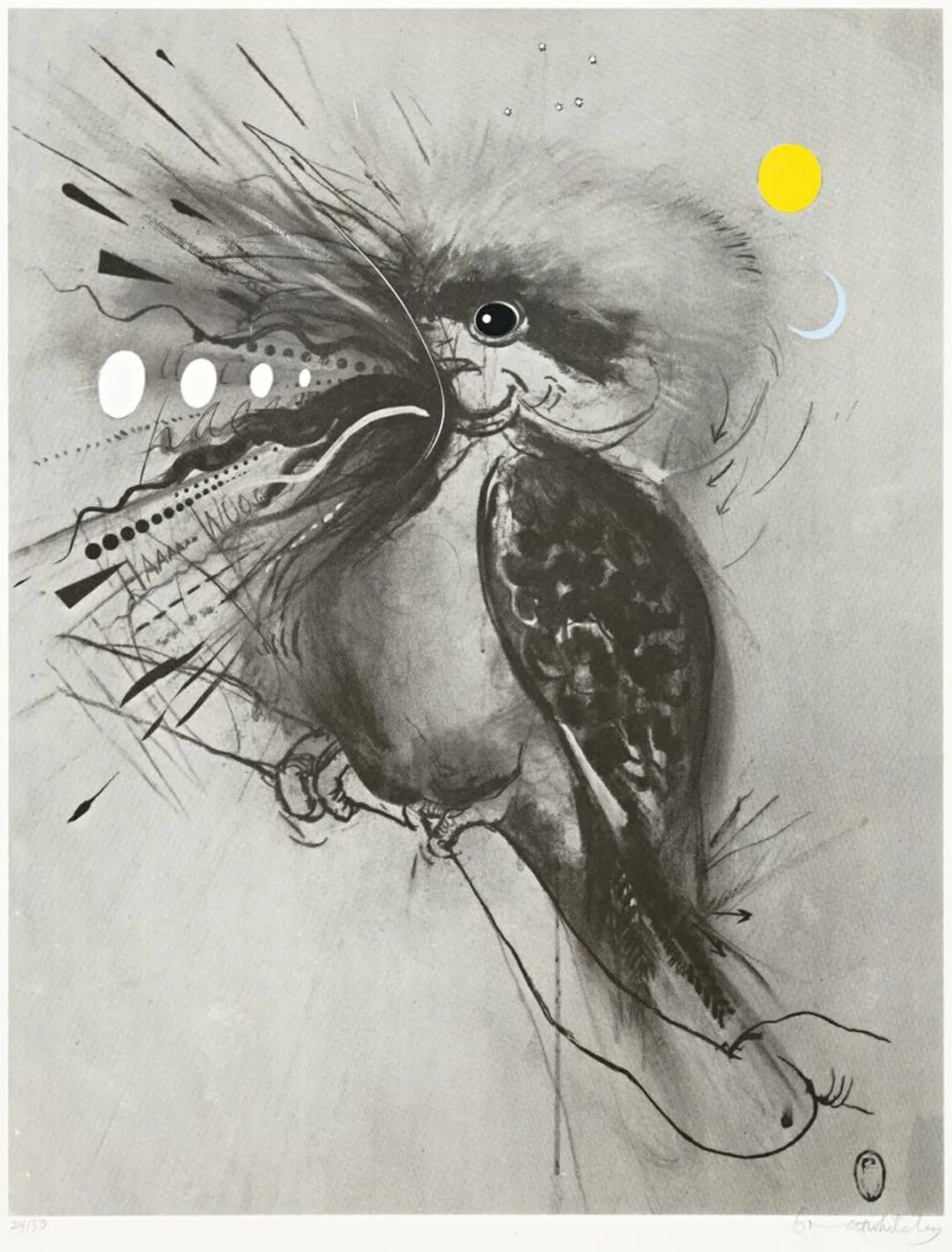 KOOKABURRA