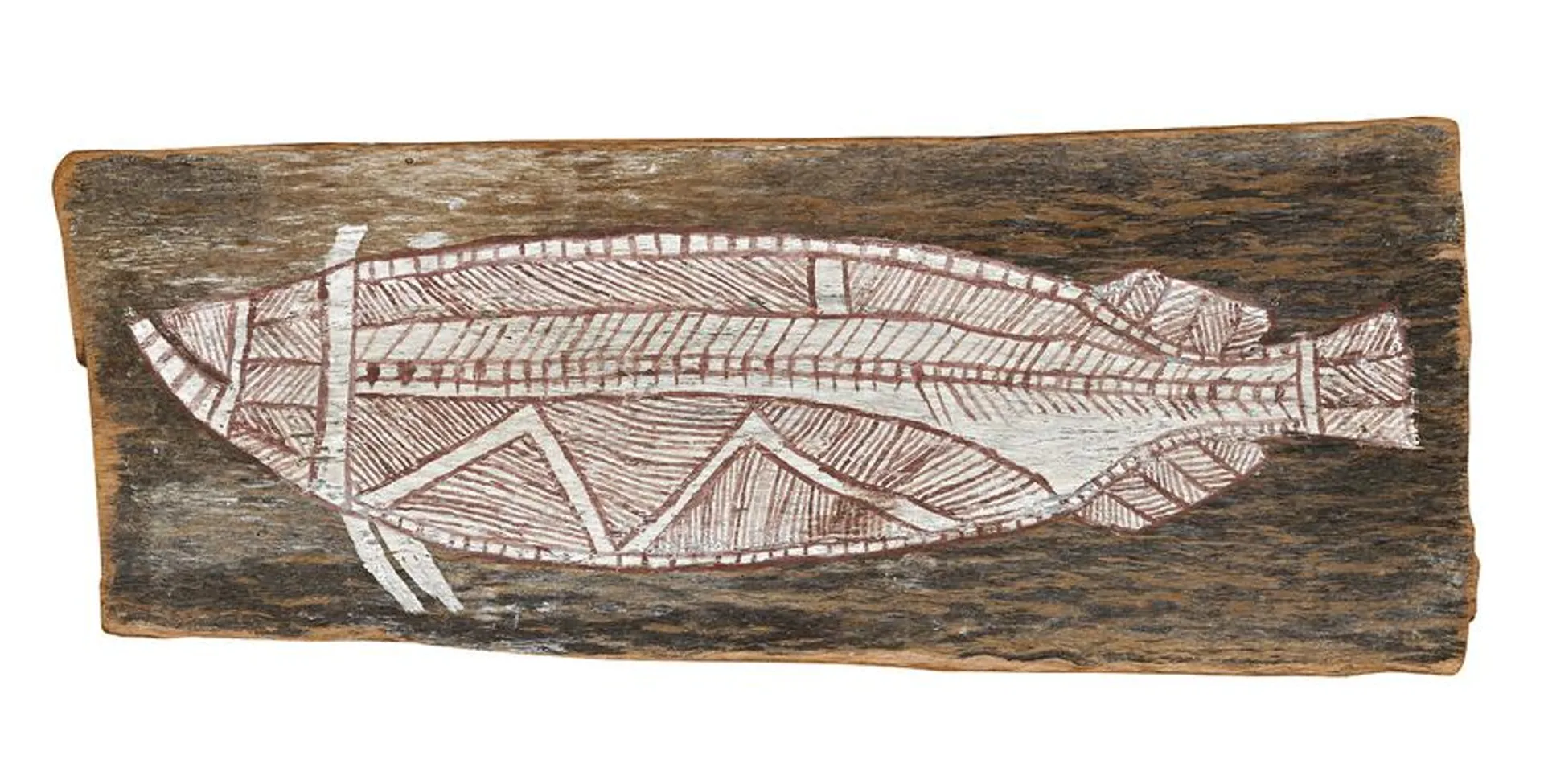 BARRAMUNDI