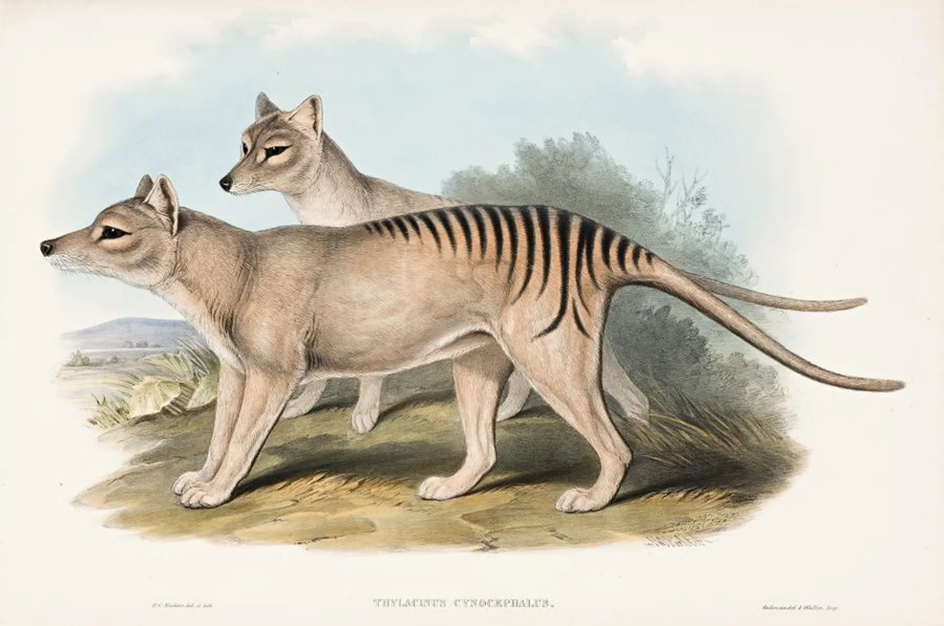 TASMANIAN TIGER (THYLACINUS CYNOCEPHALUS)
