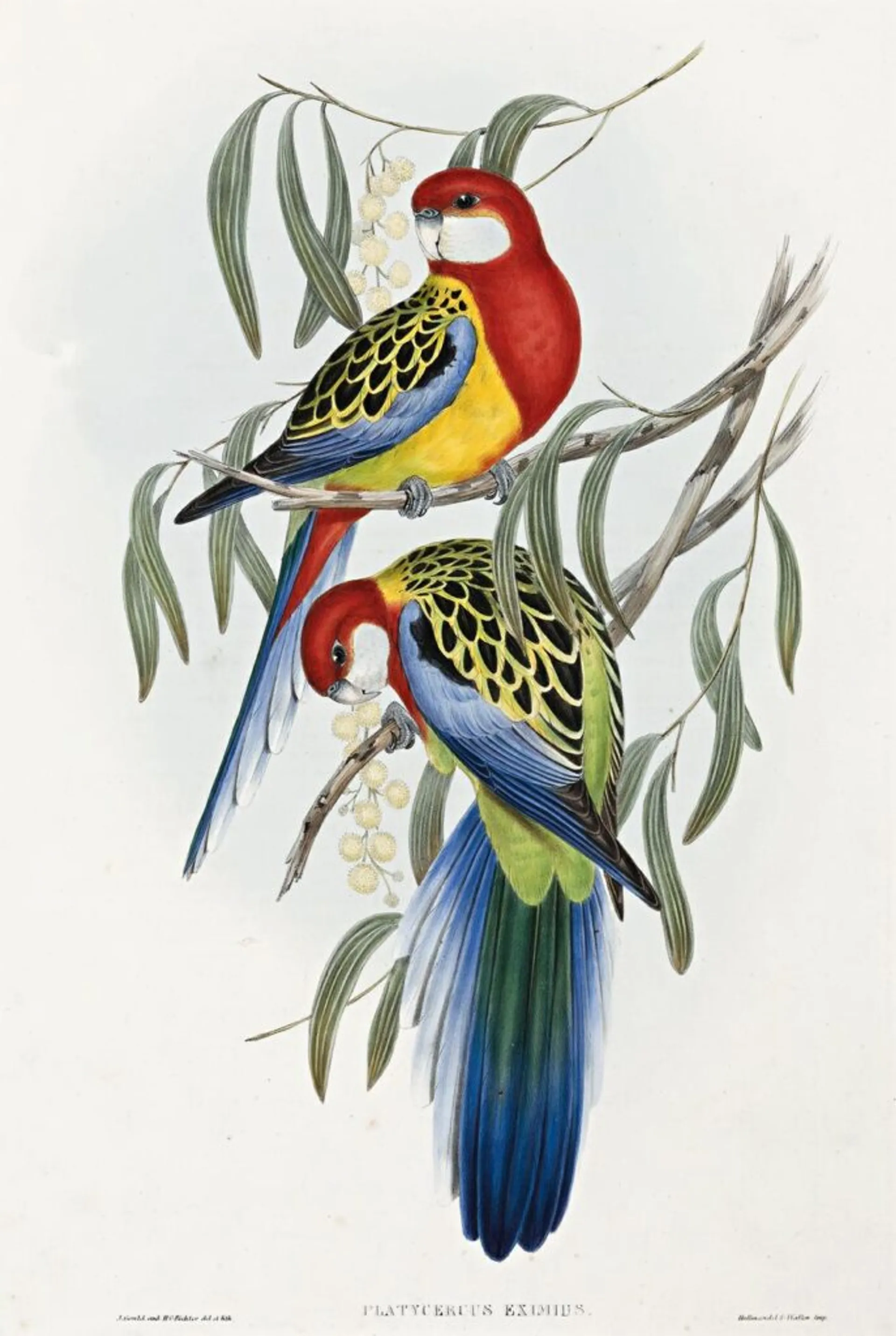ROSEHILL PARAKEET (PLATYCERCUS EXIMIUS)